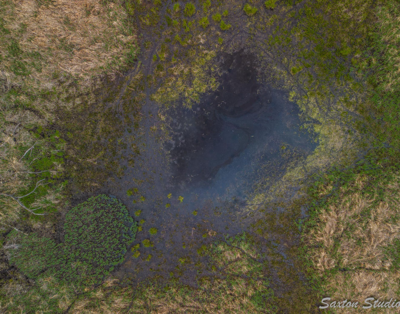 Close up photo of wheat