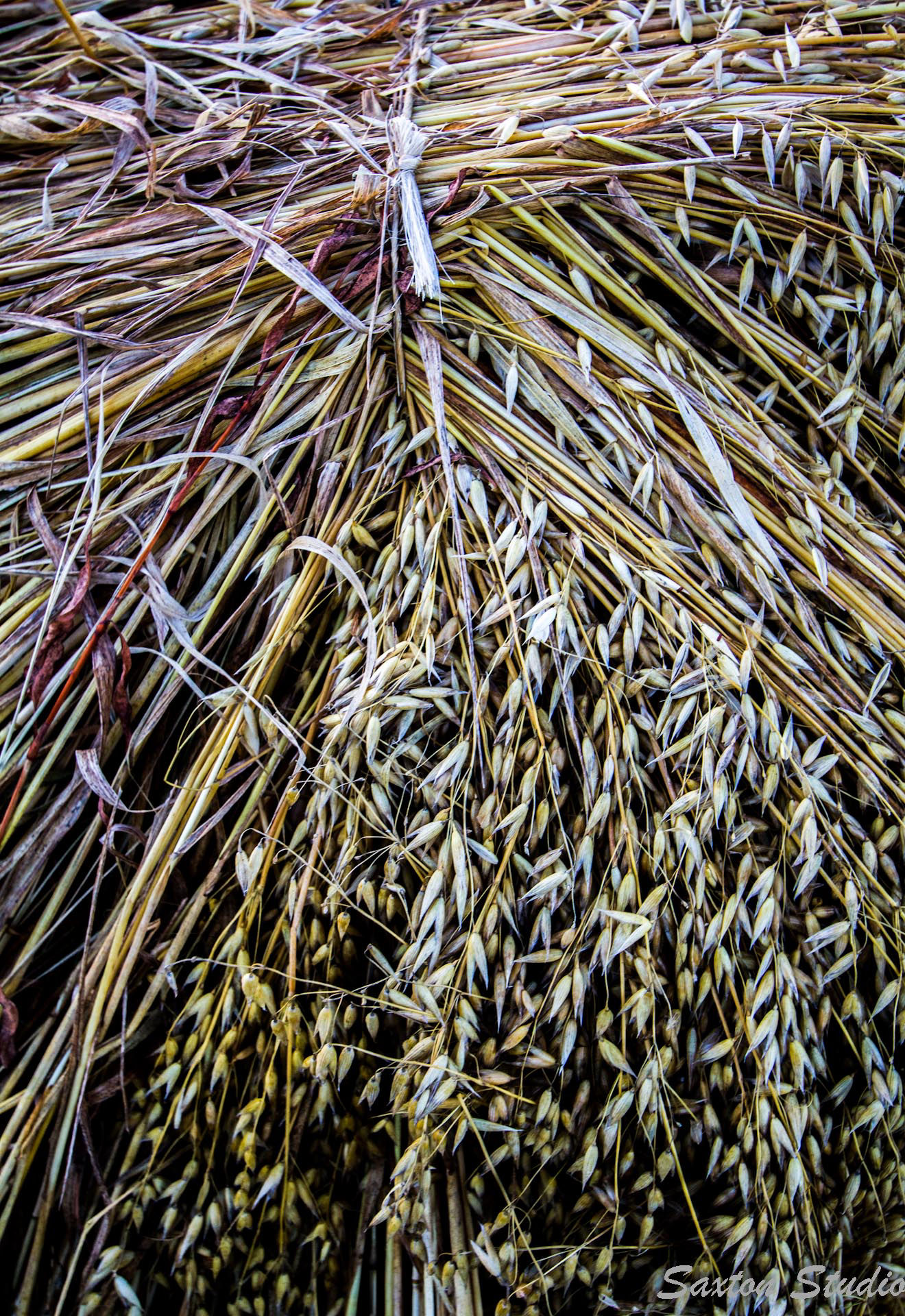 Close up photo of wheat